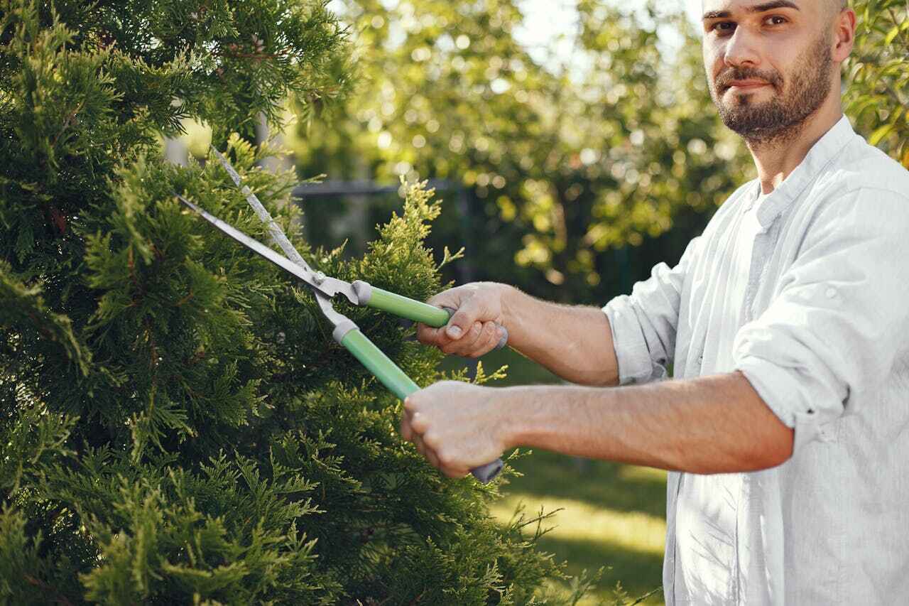 Best Emergency Storm Tree Removal  in South Brooksville, FL